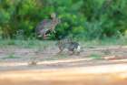 Desert cottontail, South Texas Art Print